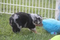 Bentley, a male Miniature Australian Shepherd for sale in Ionia, IA – 5 of 8