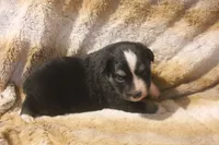 Pepper, a female Miniature Australian Shepherd for sale in Ionia, IA – 1 of 6