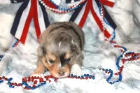 Brooke, a female Toy Australian Shepherd for sale in Ionia, IA – 4 of 9