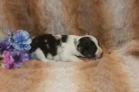 Abbey, a female Toy Australian Shepherd for sale in Ionia, IA – 3 of 3