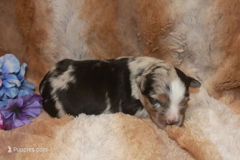 Bentley – Miniature Australian Shepherd puppy for sale in Ionia, IA