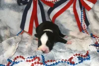 Koda, a male Miniature Australian Shepherd for sale in Ionia, IA – 2 of 4