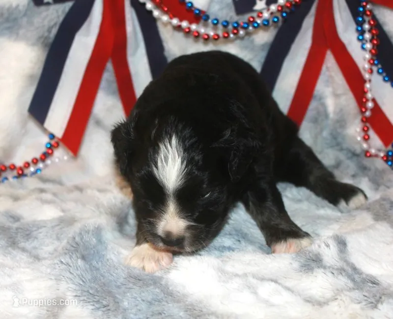 Bowser – Miniature Australian Shepherd puppy for sale in Ionia, IA