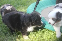 Bowser, a male Miniature Australian Shepherd for sale in Ionia, IA – 4 of 4
