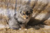 Brooke, a female Toy Australian Shepherd for sale in Ionia, IA – 2 of 9