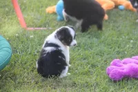 Abbey, a female Toy Australian Shepherd for sale in Ionia, IA – 8 of 8