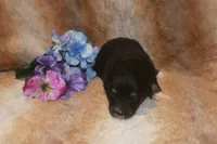 Ace, a male Toy Australian Shepherd for sale in Ionia, IA – 2 of 3