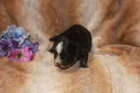 Bowser, a male Miniature Australian Shepherd for sale in Ionia, IA – 2 of 3