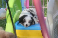 Axel, a male Toy Australian Shepherd for sale in Ionia, IA – 8 of 9