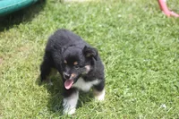 Ace, a male Toy Australian Shepherd for sale in Ionia, IA – 2 of 4