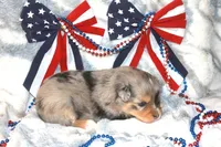 Brooke, a female Toy Australian Shepherd for sale in Ionia, IA – 5 of 9