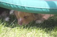 Astro, a male Toy Australian Shepherd for sale in Ionia, IA – 2 of 9
