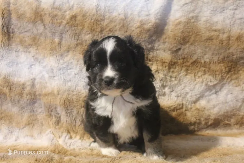 Bowser – Miniature Australian Shepherd puppy for sale in Ionia, IA