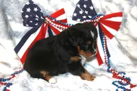 Bandit, a male Toy Australian Shepherd for sale in Ionia, IA – 2 of 6
