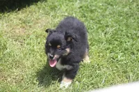 Ace, a male Toy Australian Shepherd for sale in Ionia, IA – 1 of 4
