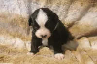 Koda, a male Miniature Australian Shepherd for sale in Ionia, IA – 1 of 7