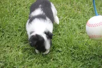 Abbey, a female Toy Australian Shepherd for sale in Ionia, IA – 7 of 8