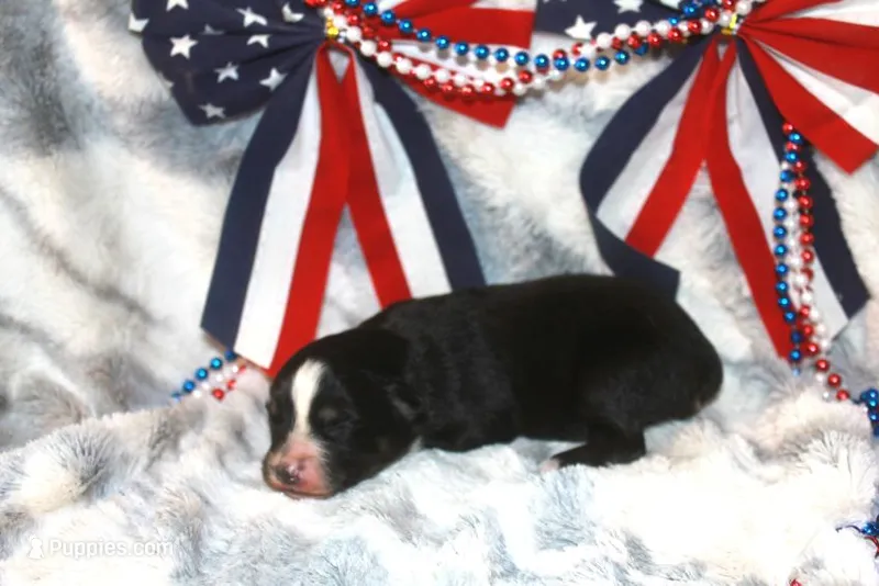 Pepper – Miniature Australian Shepherd puppy for sale in Ionia, IA