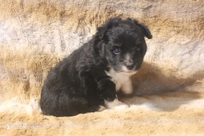 Angus – Miniature Australian Shepherd puppy for sale in Ionia, IA
