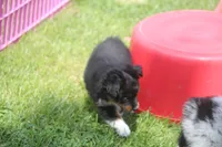 Bolt, a male Toy Australian Shepherd for sale in Ionia, IA – 5 of 8