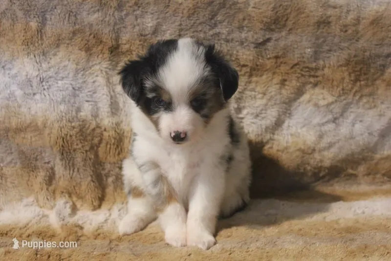 Axel – Toy Australian Shepherd puppy for sale in Ionia, IA