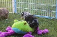Bentley, a male Miniature Australian Shepherd for sale in Ionia, IA – 2 of 8