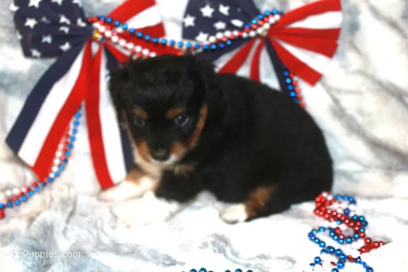Bolt – Toy Australian Shepherd puppy for sale in Ionia, IA