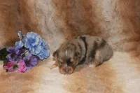 Brooke, a female Toy Australian Shepherd for sale in Ionia, IA – 1 of 3