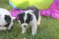 Abbey, a female Toy Australian Shepherd for sale in Ionia, IA – 2 of 8