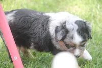 Bentley, a male Miniature Australian Shepherd for sale in Ionia, IA – 7 of 8