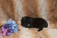 Angus, a male Miniature Australian Shepherd for sale in Ionia, IA – 3 of 3