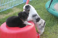Bolt, a male Toy Australian Shepherd for sale in Ionia, IA – 7 of 8