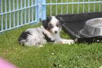 Axel, a male Toy Australian Shepherd for sale in Ionia, IA – 6 of 9