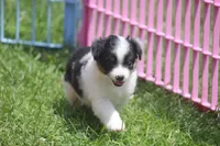Abbey, a female Toy Australian Shepherd for sale in Ionia, IA – 4 of 8