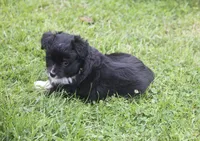 Angus, a male Miniature Australian Shepherd for sale in Ionia, IA – 4 of 7