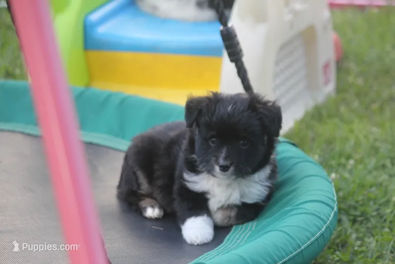 Angus – Miniature Australian Shepherd puppy for sale in Ionia, IA