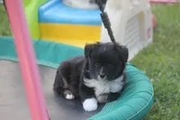 Angus, a male Miniature Australian Shepherd for sale in Ionia, IA – 1 of 7