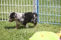 Bentley, a male Miniature Australian Shepherd for sale in Ionia, IA – 8 of 8