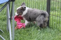 Missouri, a male Toy Australian Shepherd for sale in Ionia, IA – 4 of 6