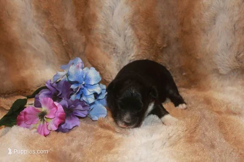Angus – Miniature Australian Shepherd puppy for sale in Ionia, IA