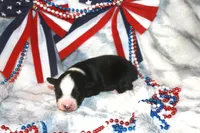 Koda, a male Miniature Australian Shepherd for sale in Ionia, IA – 4 of 4