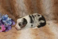 Axel, a male Toy Australian Shepherd for sale in Ionia, IA – 3 of 3