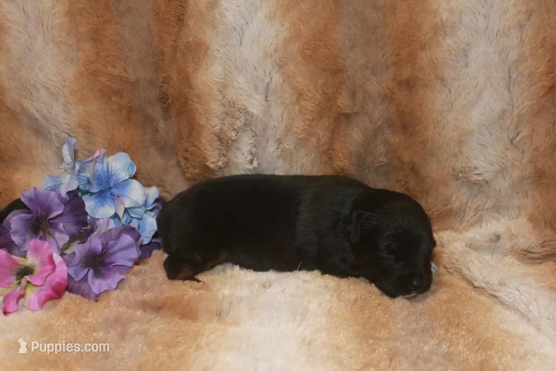 Bear – Toy Australian Shepherd puppy for sale in Ionia, IA
