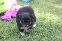 Ace, a male Toy Australian Shepherd for sale in Ionia, IA – 3 of 4