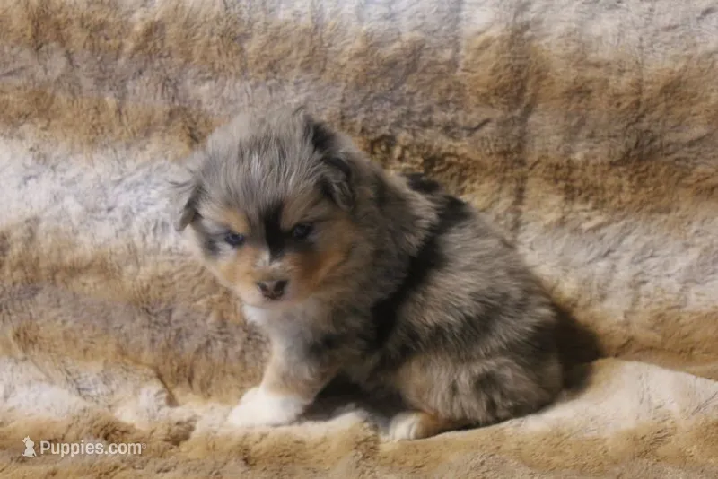 Brooke – Toy Australian Shepherd puppy for sale in Ionia, IA