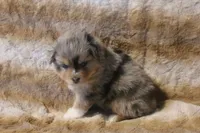 Brooke, a female Toy Australian Shepherd for sale in Ionia, IA – 1 of 9