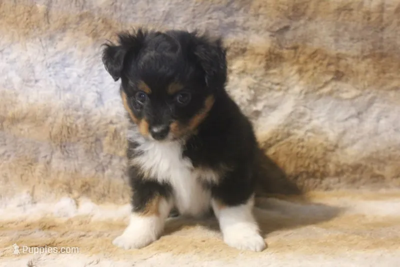 Bolt – Toy Australian Shepherd puppy for sale in Ionia, IA