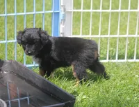 Bear, a male Toy Australian Shepherd for sale in Ionia, IA – 3 of 4