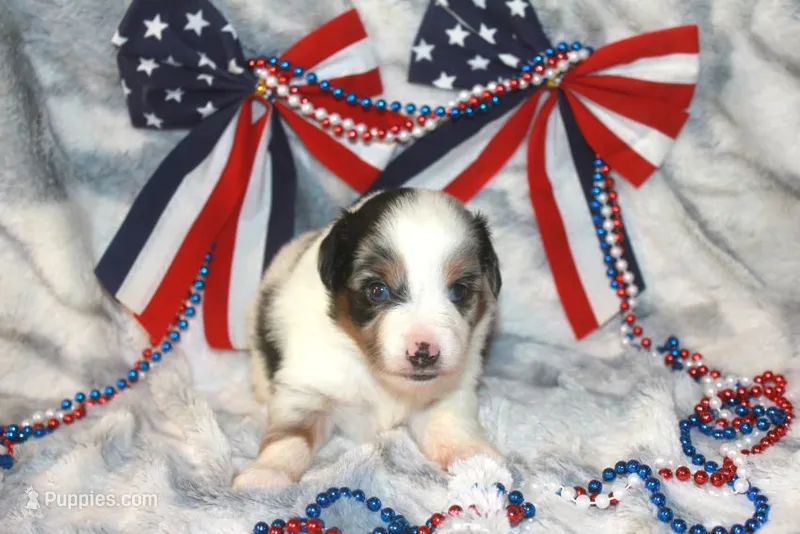 Axel – Toy Australian Shepherd puppy for sale in Ionia, IA