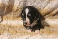 Pepper, a female Miniature Australian Shepherd for sale in Ionia, IA – 3 of 6